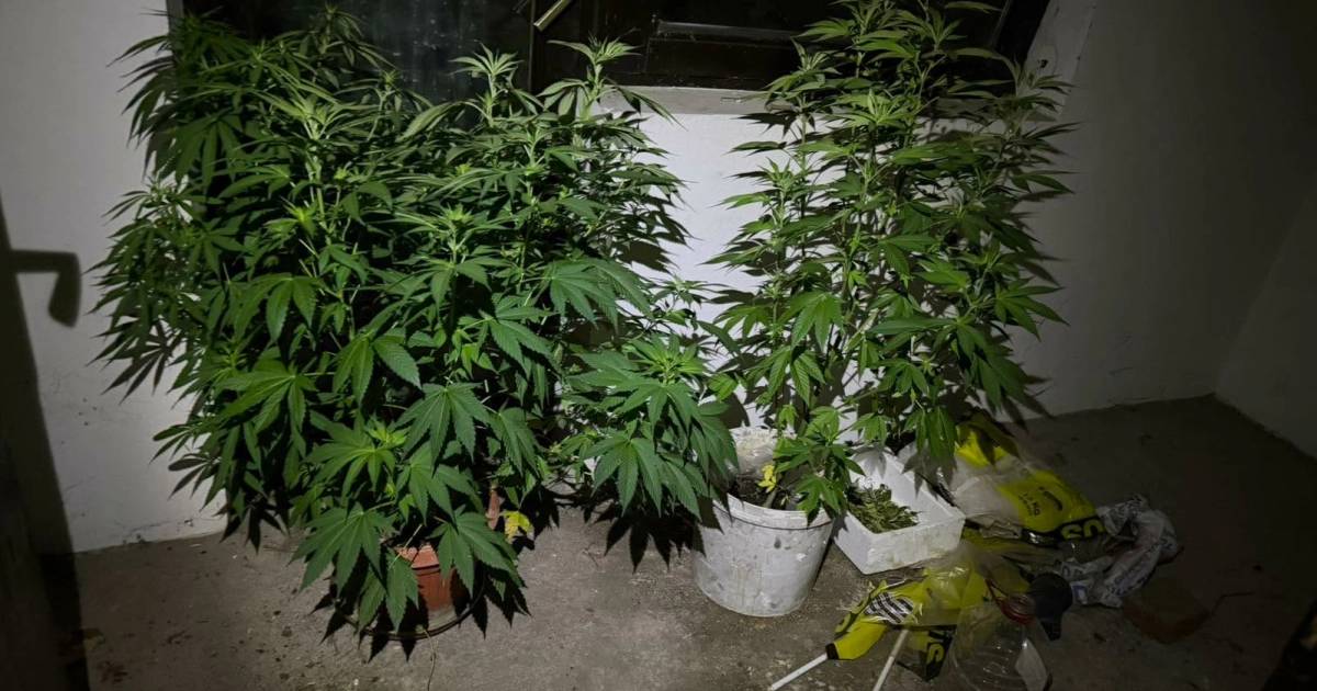 Policija u Doboju izvršila pretrese i zaplijenila drogu u okviru akcije "Plantaža 2026