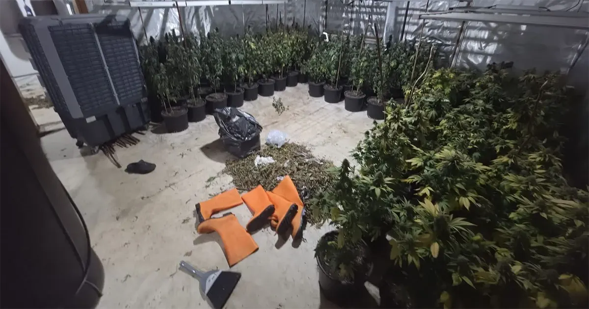 Policija u Ilidži otkrila tri laboratorije za uzgoj marihuane, uhapšen J. B. sa 280 stabljika i 3,3 kilograma droge