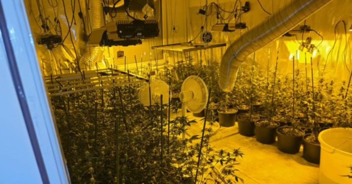 Policija u akciji "Sensei" otkrila tri laboratorije za uzgoj marihuane i uhapsila 39-godišnjaka iz Sarajeva