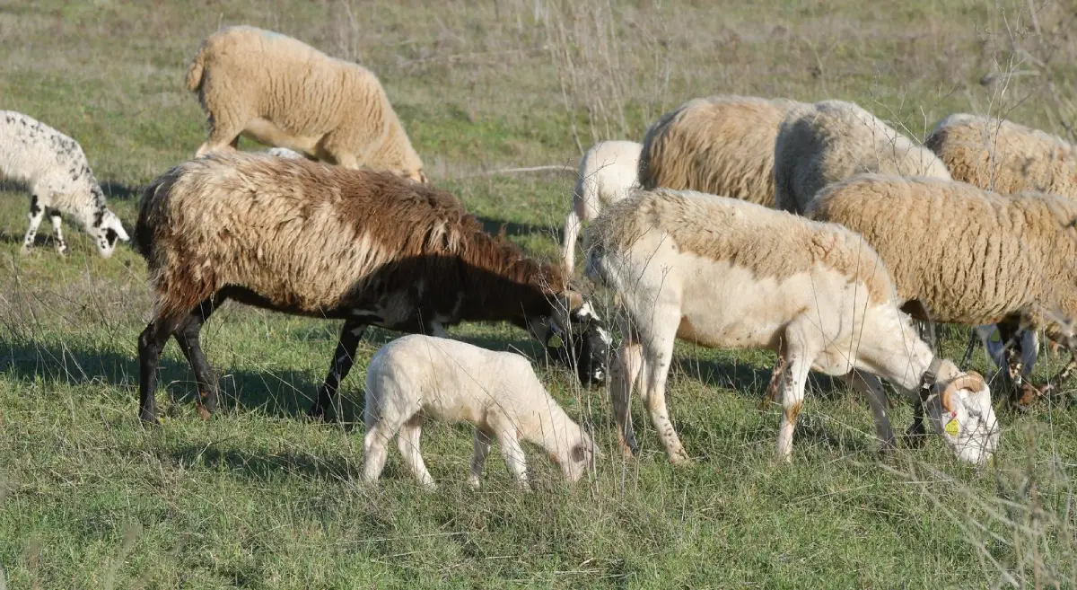 U Zvorniku uhap&scaron;en R. S. zbog sumnje da je ukrao 20 ovaca i povezan s jo&scaron; dvije te&scaron;ke krađe