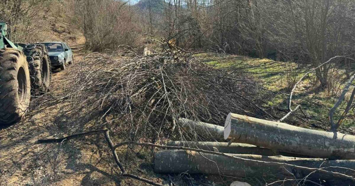 Radnik poginuo tokom sječe &scaron;ume u blizini Sarajeva