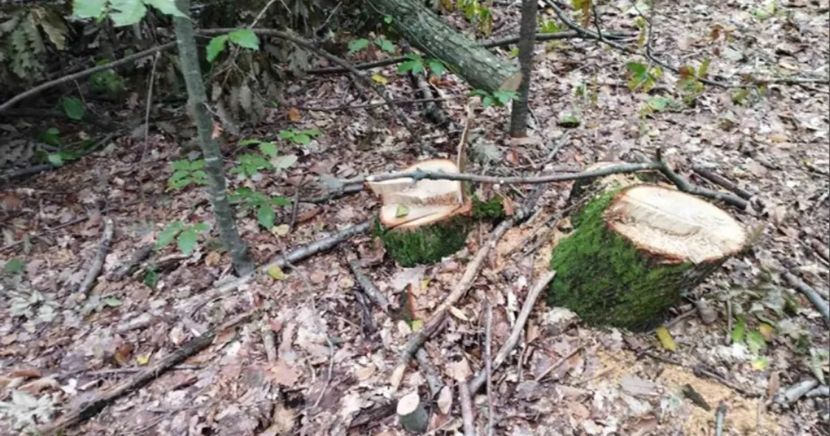 U nesreći tokom &scaron;umskih radova u Bosanskom Grahovu smrtno stradao 58-godi&scaron;njak iz Drvara