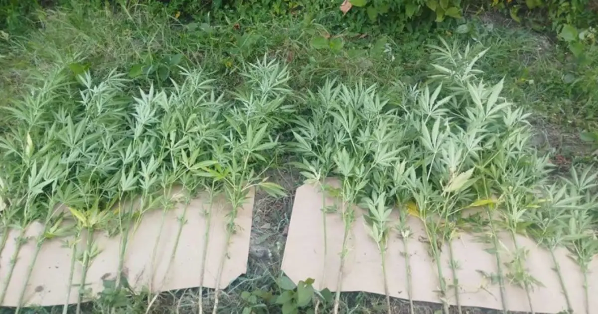 Policija u Doboju prona&scaron;la 93 stabljike konoplje i 17,7 kilograma marihuane