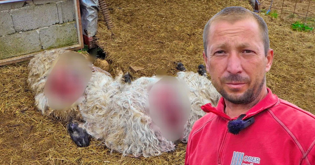 Medvjed hara po selima, Huseinu za pola sata uništio stado: “Ne može čovjek ići prazne ruke na njega” Medvjed hara po selima, Huseinu za pola sata uništio stado: “Ne može čovjek ići prazne ruke na njega”