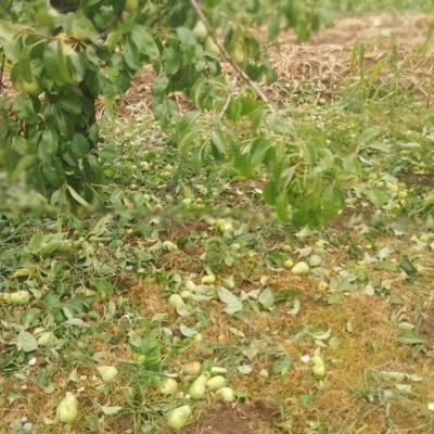 Nervrijeme u BiH koje ne pamte 50 godina, uništeno 80 posto usjeva, voćnjaka i ašti