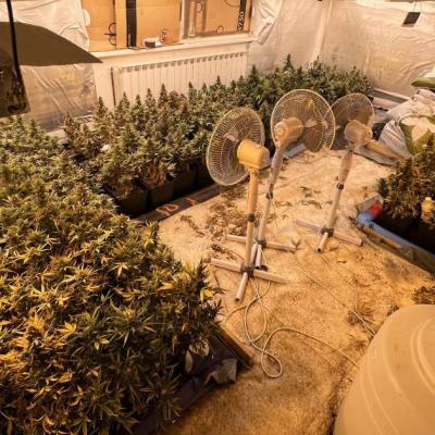 Pronađene dvije laboratorije za uzgoj marihuane, uhap&scaron;en 46-godi&scaron;njak