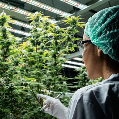 Najveća studija ikada pokazala da medicinski kanabis ima potencijal u liječenju karcinoma