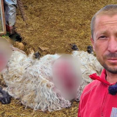 Medvjed hara po selima, Huseinu za pola sata uništio stado: “Ne može čovjek ići prazne ruke na njega”