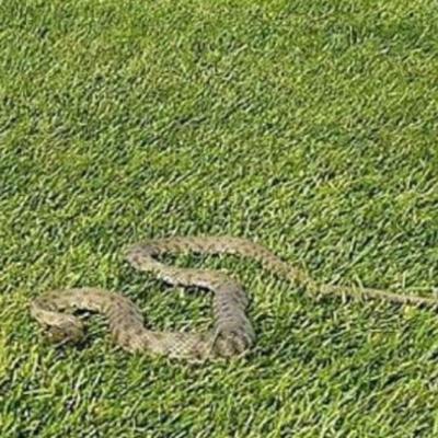 Visoke temperature izvukle zmije iz skloništa: Šta učiniti u slučaju bliskog susreta