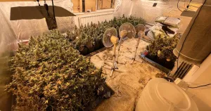 Pronađene dvije laboratorije za uzgoj marihuane, uhap&scaron;en 46-godi&scaron;njak