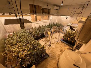 Policija u Sarajevu prona&scaron;la dvije laboratorije za uzgoj marihuane, uhap&scaron;ena 46-godi&scaron;nja žena