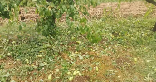 Nervrijeme u BiH koje ne pamte 50 godina, uni&scaron;teno 80 posto usjeva, voćnjaka i a&scaron;ti