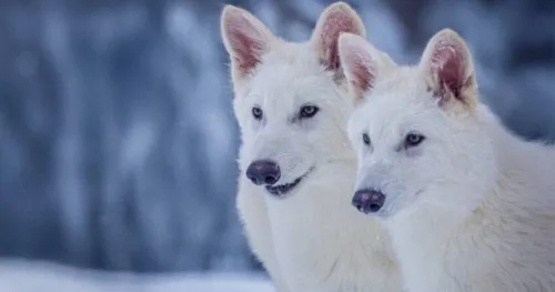 Naučnici objavili: Oživjeli smo vrstu vuka koja je izumrla prije 12.500 godina