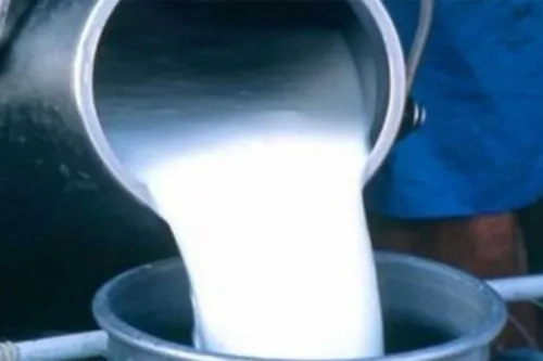 MUKE PROIZVOĐAČA REGIONA: Drastično opada otkupna cijena mlijeka