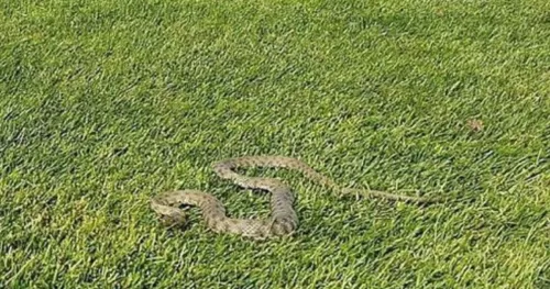 Visoke temperature izvukle zmije iz skloni&scaron;ta: &Scaron;ta učiniti u slučaju bliskog susreta